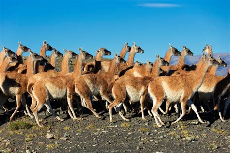 10 Interesting Facts About Guanacos