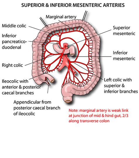 instant anatomy abdomen vessels arteries superior mesenteric