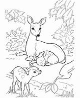 Coloring Animal Family Deer Pages Popular Fawn Doe sketch template