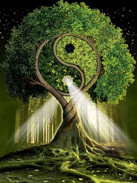 Yin Yang Tree By Michael Mcgloin Decalgirl