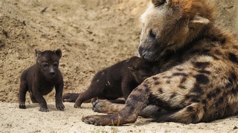 beschuit met muisjes  beekse bergen twee gevlekte hyenas geboren rtl nieuws