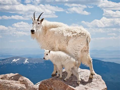 balancing high risks learning  mountain goats  institute