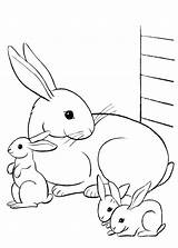 Colorare Disegni Conigli Coniglio Bambini Pianetabambini Versione sketch template