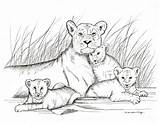 Lions Lioness Cubs sketch template