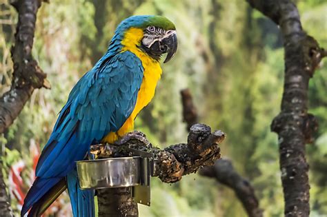 species  macaws bird eden