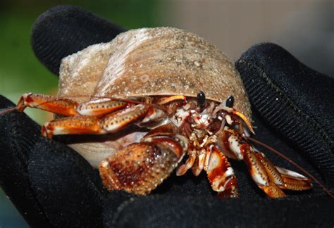 point richmond beach news giant hermit crab   beach