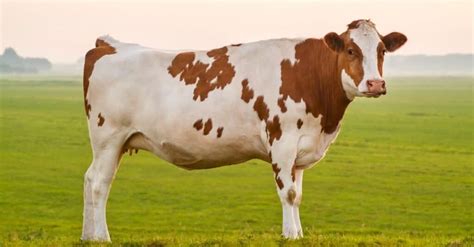 lifespan  long  cows    animals