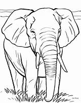 Elephant Coloring Pages Realistic Elephants Getdrawings sketch template