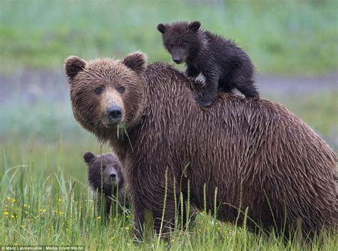 Bear Cubs Look Cute As Their Mother Teaches Them To Playfight Daily