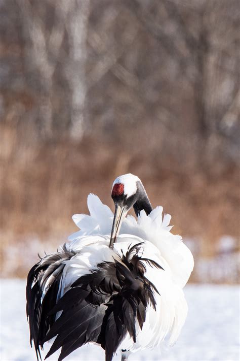red crowned crane preening  feathers hokkaido japan picture