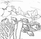 Reef Coral Drawing Ecosystem Barrier Coloring Great Pencil Ocean Drawings Underwater Sea Pages Clipart Draw Sketch Printable Fish Template Cliparts sketch template