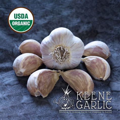 georgian crystal certified organic garlic bulbs keene garlic