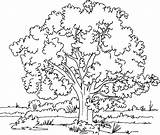 Arbol Arbre Kapok Coloringhome árbol Naturaleza Impresion sketch template