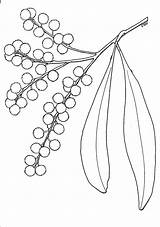 Colouring Template Wattle Acacia Coloring Tree Australian Colour Flower Leaf Australia Pages Craft Pom Templates Illustration Yellow Kids Davies Pycnantha sketch template