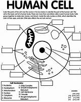 Cell Science Human Coloring Cells Worksheet Choose Board Use Crayola sketch template