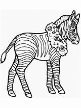 Zebra Coloring Pages Color Printable Kids sketch template