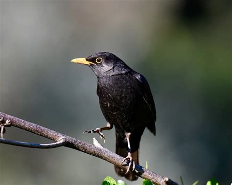 common blackbird facts diet habitat pictures  animaliabio