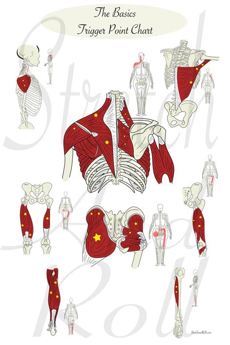 upper body trigger point chart muscle anatomy art etsy
