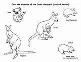 Marsupials Coloring Kangaroos Koalas Mammals Pouched Pdf Etc Exploringnature sketch template