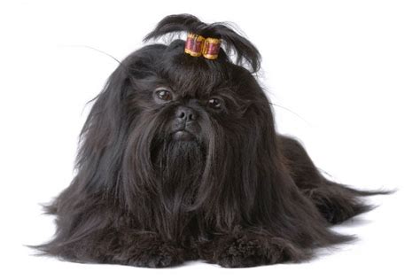 descubra  image penteado  cachorro shih tzu feminino