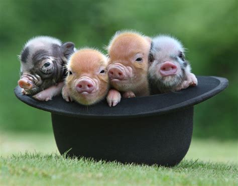 adorable micro pig    abc news