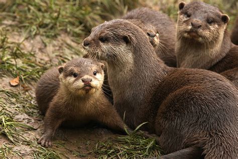 family life  otter rotters