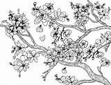 Blossom Wiosna Sadzie Mewarnai Blossoms Bunga Kolorowanka Erwachsene Popular sketch template