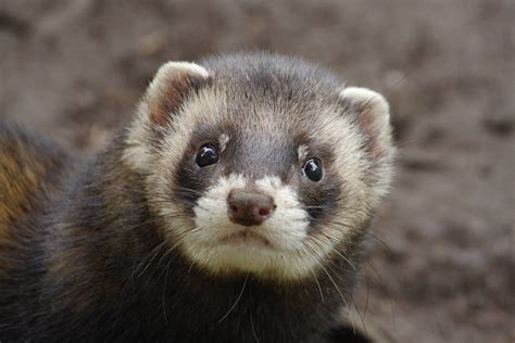 polecat european polecat cute animals creatures cats ferrets mariah equality result