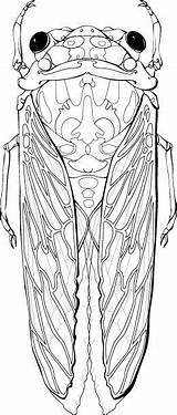 Cicada Line Drawing Coloring Bug Pages Choose Board Getdrawings sketch template