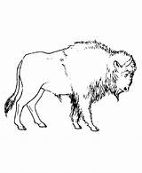 Bison Coloring Pages Animal Wild American Animals Wildlife Hairy North Colouring Google Yellowstone Large Sheets Vacation Honkingdonkey Kids Activity Print sketch template