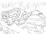 Skunk Coloring Spotted Eastern Hog Nosed American sketch template