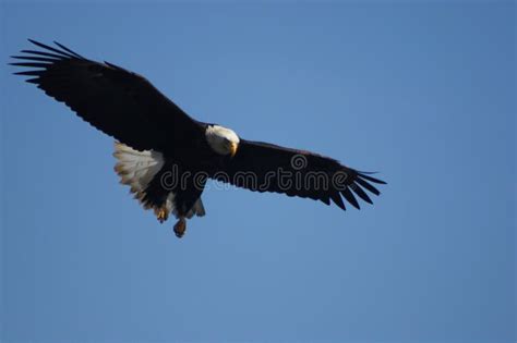 eagle eye view stock image image  soaring animals