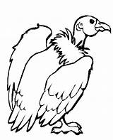 Vulture Coloring Pages Animals Desert Printable Color Kids Animal Drawing Preschool Compassion Colouring Getdrawings Print Preschoolcrafts Getcolorings Choose Board Wildlife sketch template