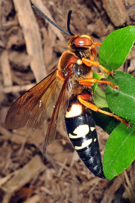 “murder” hornets should you panic probably not here s