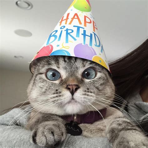 cat wearing  birthday hat  balloons   head  held   woman