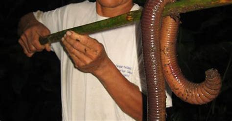 5 Ft Long Earthworm Found In Ecuador Nope Imgur