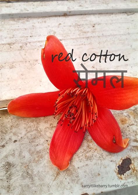 the red cotton tree the ultimate ayurvedic treasure trove and red silk cotton red