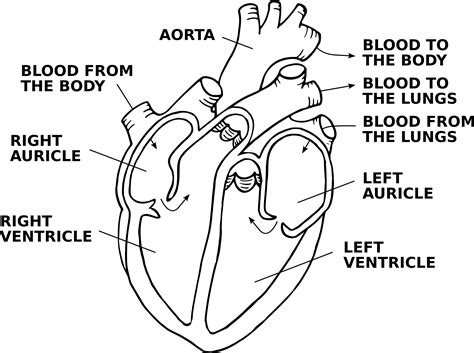 heart diagram simple png diagram templates