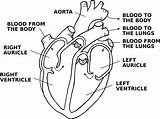 Diagram Heart Simple Drawing Human Sketch Labeled Outline Annotated Openclipart Clipart Paintingvalley Orbitals Coloring Sketches Drawings Pages Getdrawings Transparent Chemical sketch template