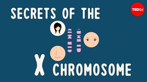 secrets of the x chromosome robin ball youtube