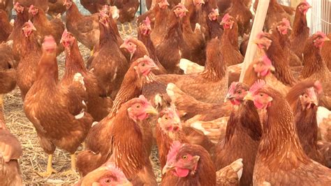View On Crowded Laying Chickens On Poultry Farm Stock