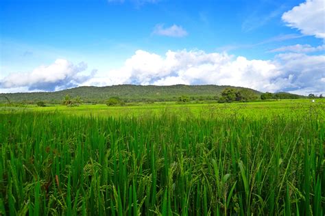 fields paddy crops greenery rice field agriculture  image