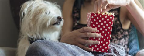 dog  owner eating popcorn