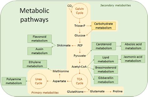 metabolites  full text  metabolic basis  pollen thermo