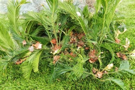 How To Care For A Sago Palm And Why They Are So Difficult Dengarden