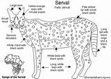 Serval Coloring Characteristics Cats Cat Kittens Felis 09kb 374px Enchantedlearning Servals sketch template