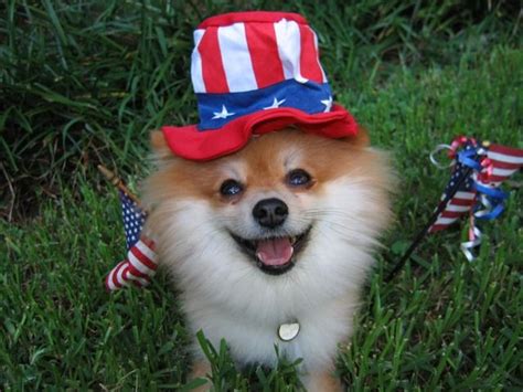 independence day special cutest pictures  patriotic animals