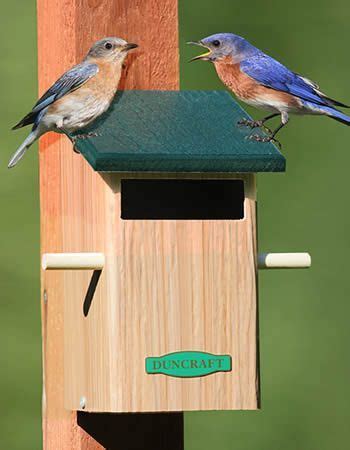 build  anti sparrow bluebird house birds   wild