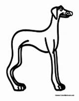 Dog Greyhound sketch template