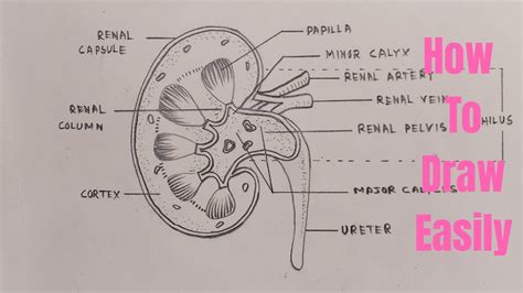 draw diagram  kidney easily step  step youtube